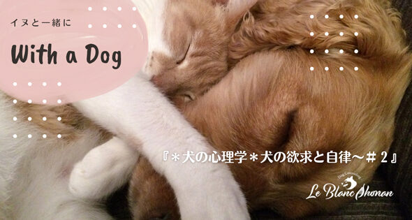 茶色の犬と手の白い猫が抱き合って寝ている