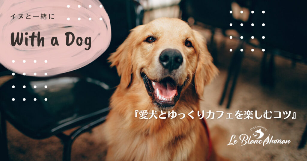 愛犬とゆっくりカフェを楽しむコツ 神奈川県藤沢市 犬と人の行動カウンセリング ル ブラン湘南