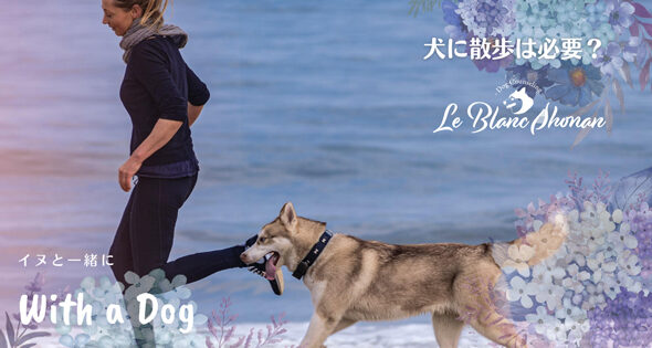 砂浜の水際を走る女性と大型犬ハスキー