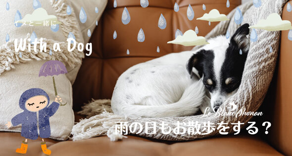 犬のマウンティングの意味 神奈川県藤沢市 犬と人の行動カウンセリング ル ブラン湘南 犬のマウンティングの意味 神奈川県藤沢市 犬と人の行動カウンセリング ル ブラン湘南