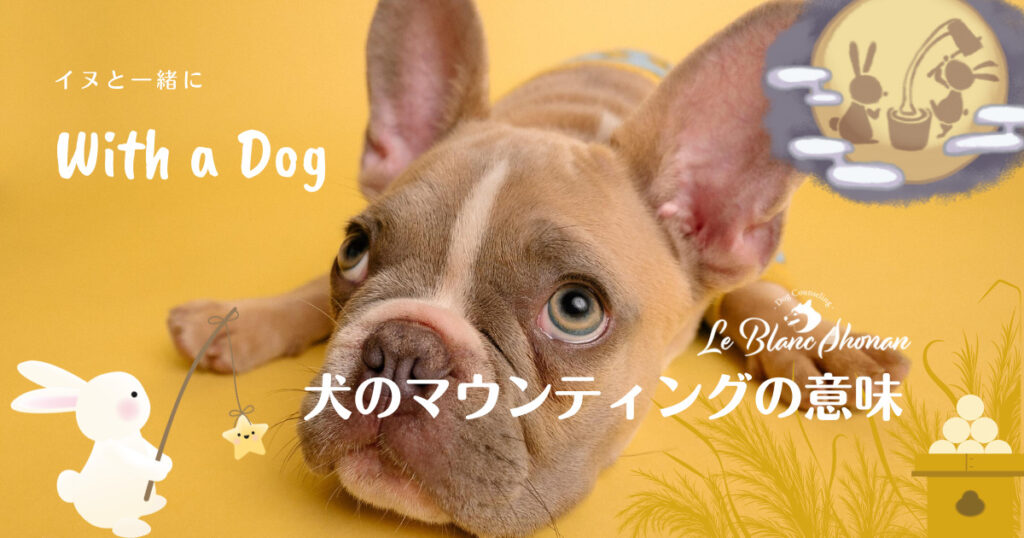 犬のマウンティングの意味 神奈川県藤沢市 犬と人の行動カウンセリング ル ブラン湘南