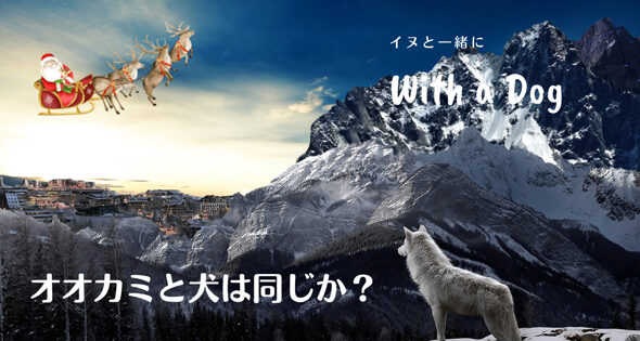 雪が残る高山に佇む白いオオカミの後ろ姿