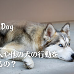 寝そべって上目使いで見つめるグレーのハスキー犬