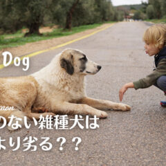 道路で寝そべる白と茶の大型犬にしゃがみこみ話しかける少年