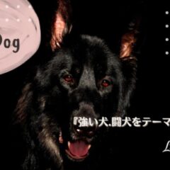 黒背景に真っ黒のスムースヘアの大型犬のアップ