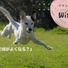 芝生の上で空を飛ぶように走る中型の白黒の犬。