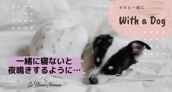 白い寝具の上で丸まって眠る白黒の小型犬