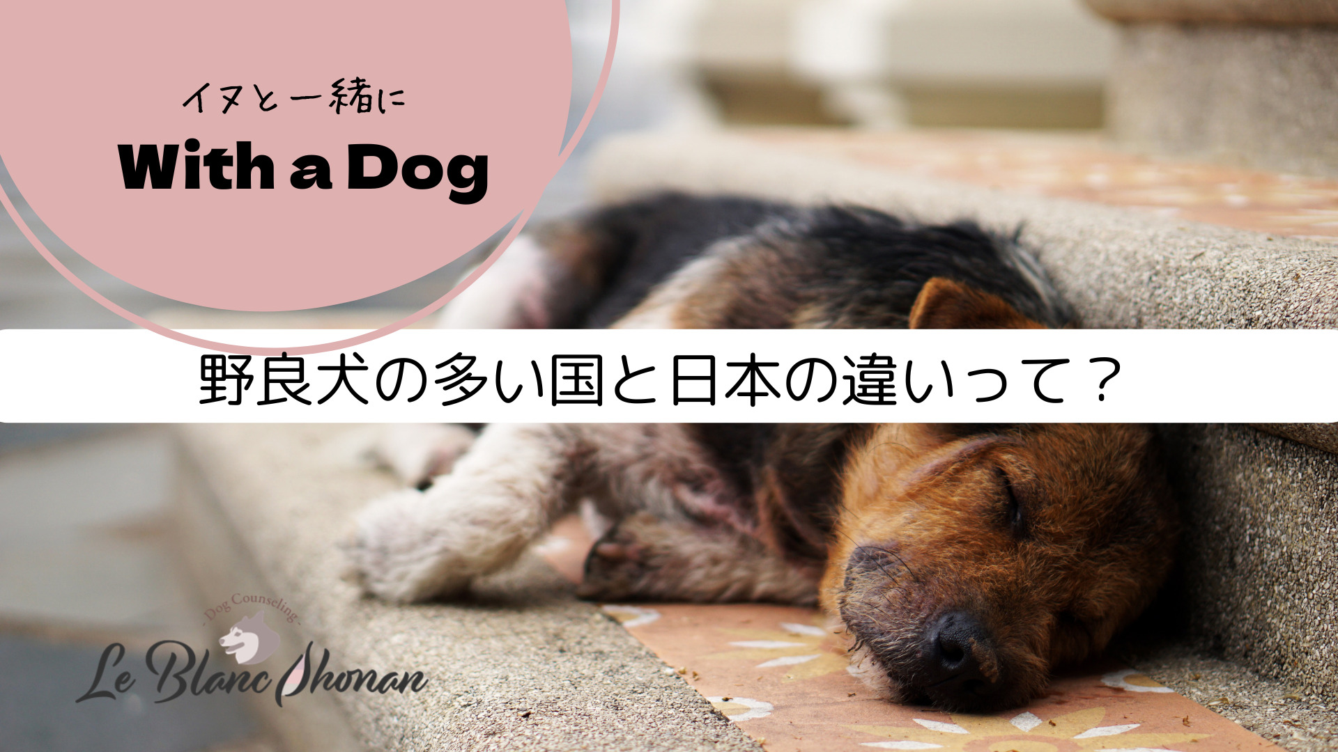 野良犬の多い国と日本の違いって？ |犬と人の行動カウンセリング ル・ブラン湘南